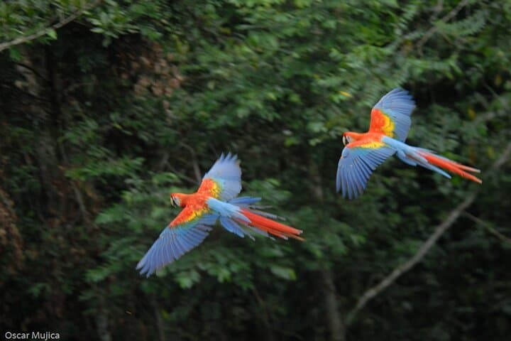 Manu Wildlife Center: 4-Day Amazon Jungle Safari from Puerto Maldonado photo 1