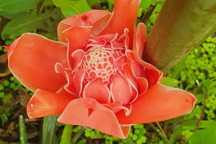 Bajan Nature & Art Tour: Flower Forest, Pottery and Harrison's Cave Adventure photo 3