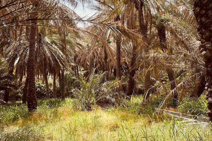 Private Al Ain Day Tour: Oasis, Forts, Jebel Hafeet & Camel Market photo 6