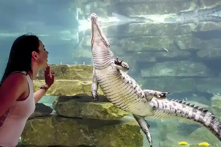 Dubai Crocodile Park Tickets: See Nile Crocodiles, Feeding Shows & Conservation