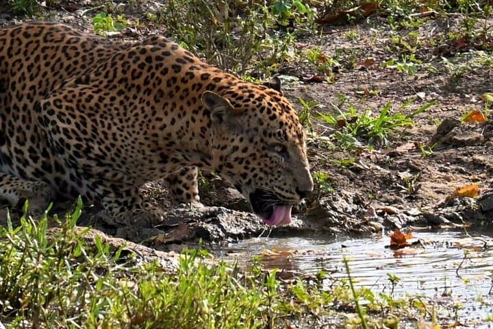 Yala Block 1 Full-Day Leopard Safari: What to Expect, Best Time & Tips photo 2
