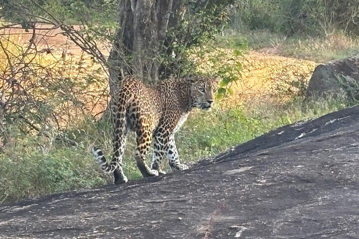 Yala Block 1 Full-Day Leopard Safari: What to Expect, Best Time & Tips