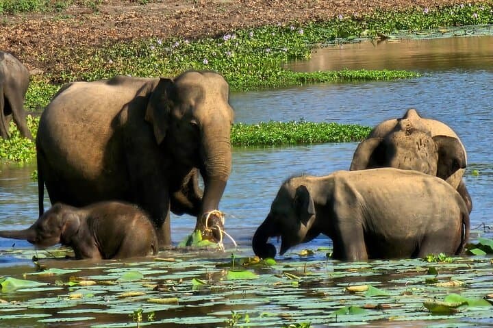 Yala Block 1 Full-Day Leopard Safari: What to Expect, Best Time & Tips photo 3
