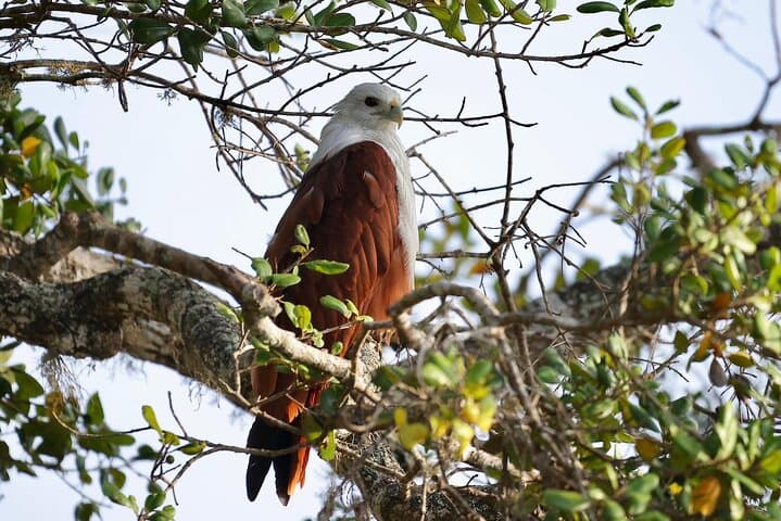 Yala Block 1 Full-Day Leopard Safari: What to Expect, Best Time & Tips photo 5
