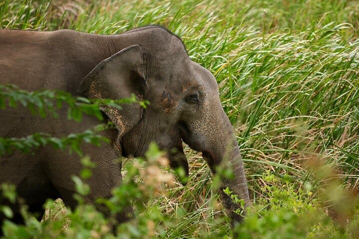 Yala Block 1 Full-Day Leopard Safari: What to Expect, Best Time & Tips photo 6