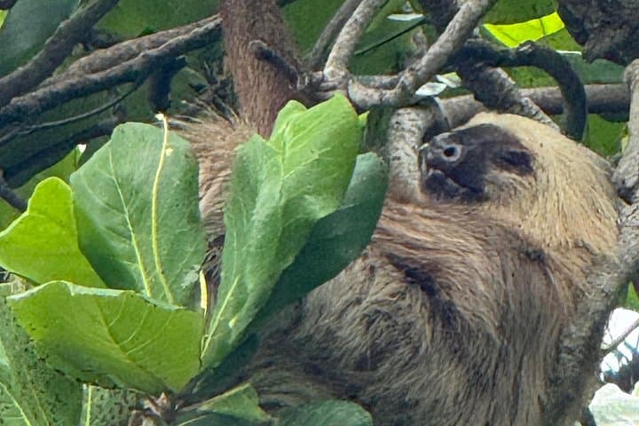 Gatun Lake Ecological Expedition & Fishing: Panama Canal Wildlife Boat Tour photo 6
