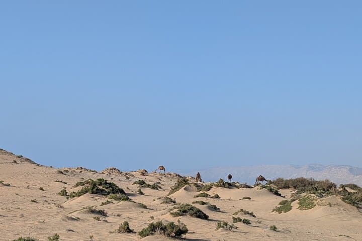 Agadir & Taghazout Sandboarding, Canyon Walk and Camel Ride