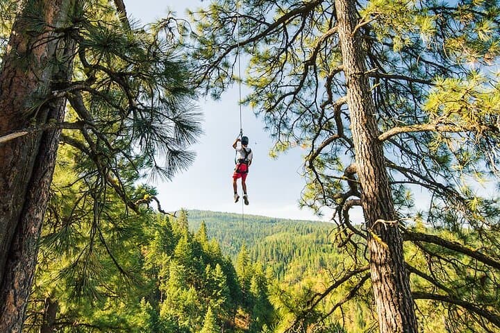 Lake Coeur d'Alene Zipline Tour — Timberline's 7-Line Canopy Adventure photo 3