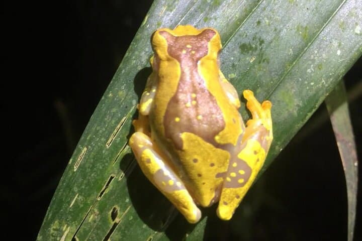 Nocturnal Rainforest Hike at Monkey Park, La Fortuna