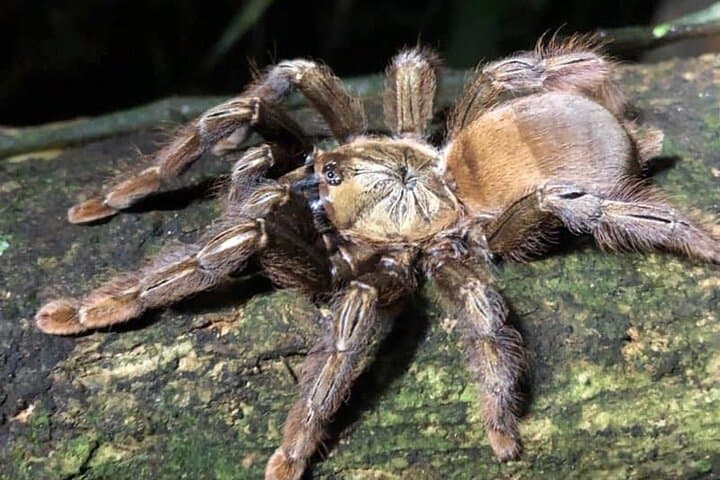 Nocturnal Rainforest Hike at Monkey Park, La Fortuna photo 2