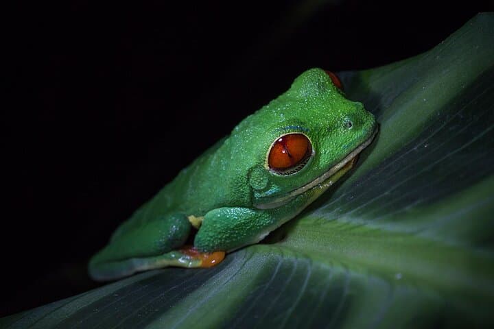 Nocturnal Rainforest Hike at Monkey Park, La Fortuna photo 3