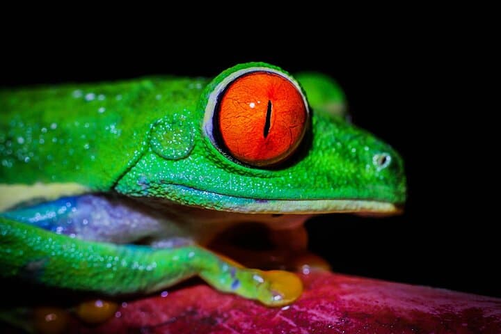 Nocturnal Rainforest Hike at Monkey Park, La Fortuna photo 4