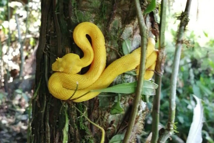 Nocturnal Rainforest Hike at Monkey Park, La Fortuna photo 5