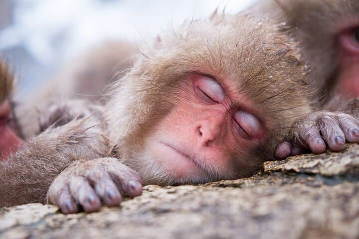Private Transfer to Jigokudani Snow Monkey Park from Nagano photo 4