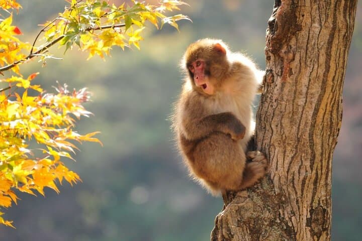 Private Transfer to Jigokudani Snow Monkey Park from Nagano photo 5