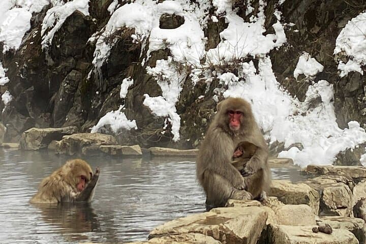 Private Transfer to Jigokudani Snow Monkey Park from Nagano photo 6