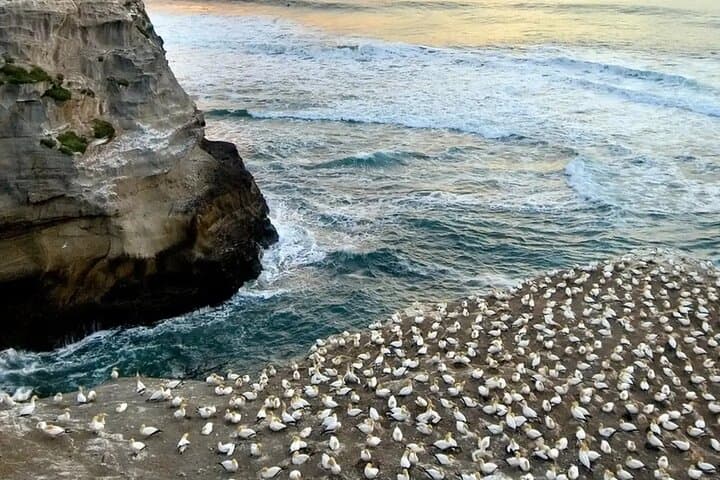 Private Auckland Sightseeing - Custom Full- and Half-Day Hidden Gems Tour photo 6