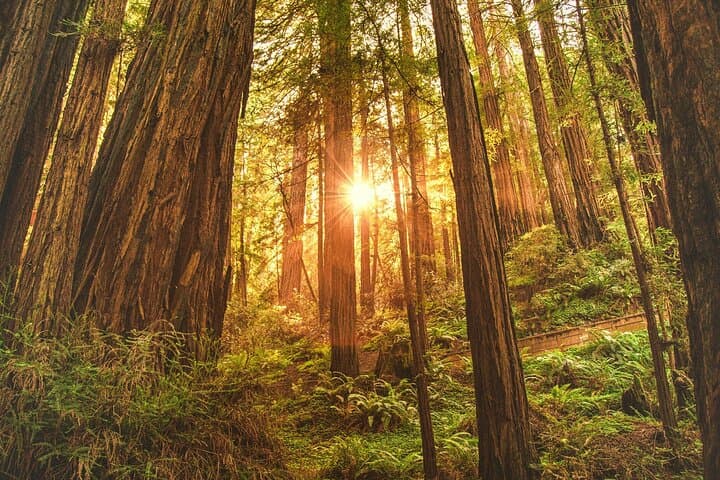 Explore Muir Woods, Sausalito & Battery Spencer: Iconic San Francisco Coastal Adventure