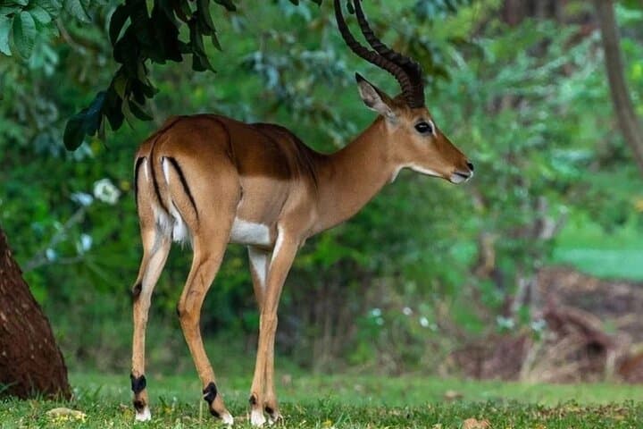 Tsavo East Private 3-Day Tour from Mombasa: Fort Jesus, Vipingo Ridge & Safari photo 2