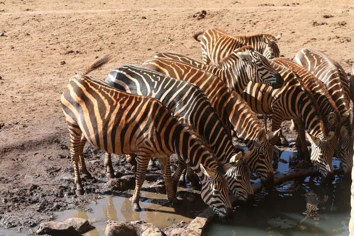 Tsavo East Private 3-Day Tour from Mombasa: Fort Jesus, Vipingo Ridge & Safari photo 6