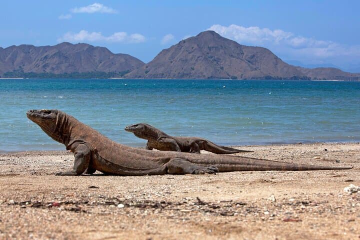 3 Days in Flores: Padar Viewpoint, Komodo Dragons & Pink Beach photo 4