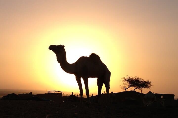 Marsa Alam Bedouin Nights: Sunset Jeep, Camel Ride & Stargazing Experience photo 4