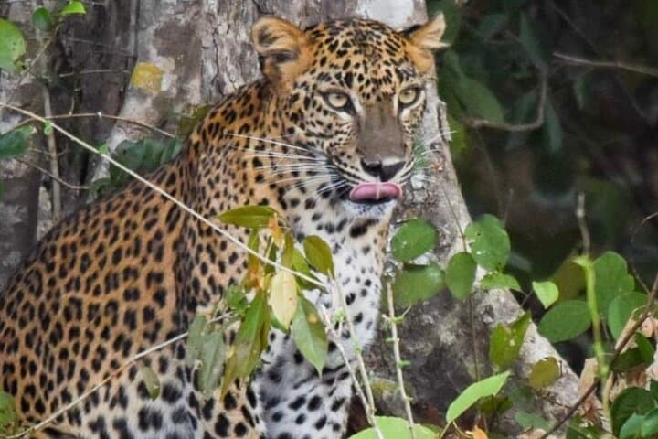 Anuradhapura to Wilpattu: Private Day Tour from Dambulla — Ancient Temples and Leopard Safari