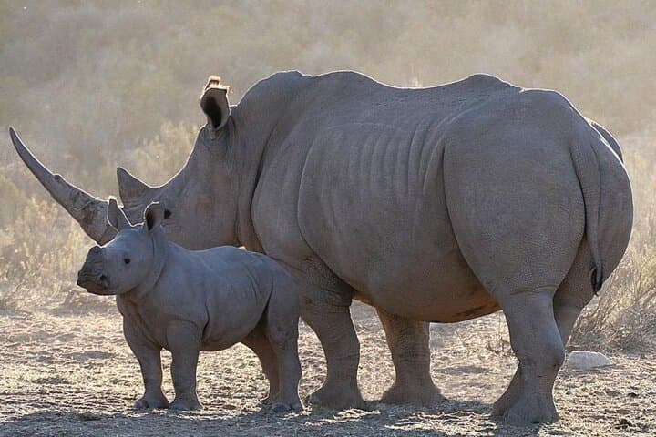 Aquila Private Game Reserve: Full-Day Big Five Safari from Cape Town photo 1