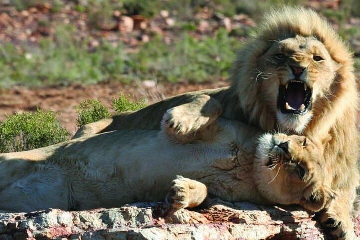 Aquila Private Game Reserve: Full-Day Big Five Safari from Cape Town photo 2