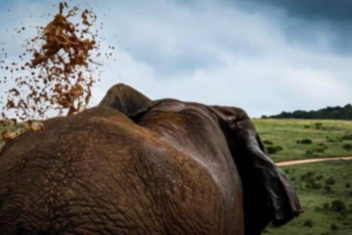 Addo Elephant National Park Full-Day Safari for Cruise Passengers photo 3