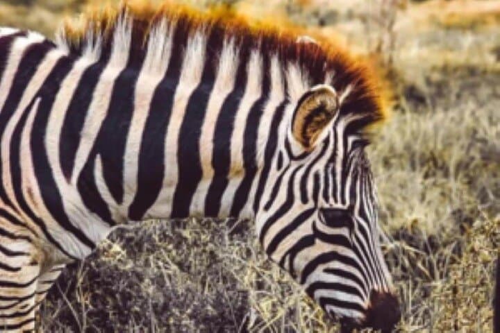Addo Elephant National Park Full-Day Safari for Cruise Passengers photo 4