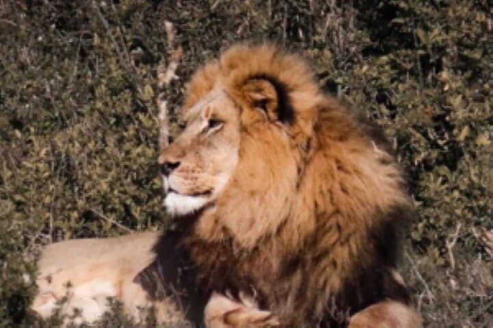 Full-Day Safari: Addo Elephant Park and Schotia Private Game Reserve photo 2