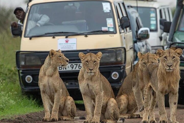 6-Day Masai Mara, Lake Nakuru & Naivasha Safari with Boat Ride — Complete Wildlife & Lake Tour