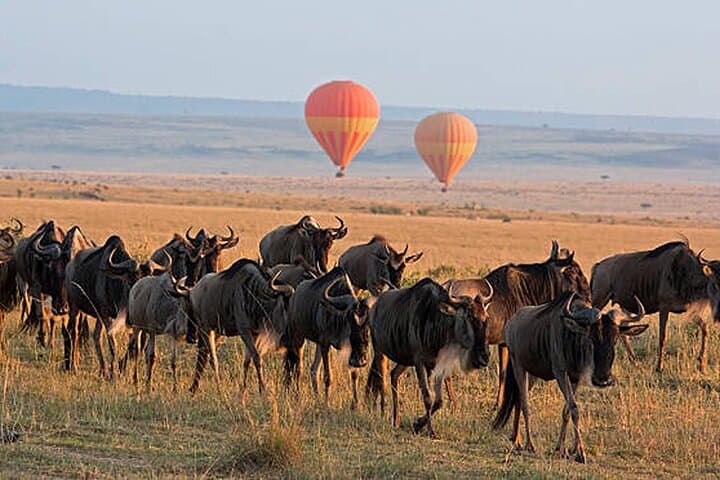 6-Day Masai Mara, Lake Nakuru & Naivasha Safari with Boat Ride — Complete Wildlife & Lake Tour photo 3