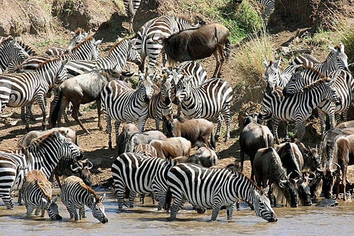 6-Day Masai Mara, Lake Nakuru & Naivasha Safari with Boat Ride — Complete Wildlife & Lake Tour photo 6