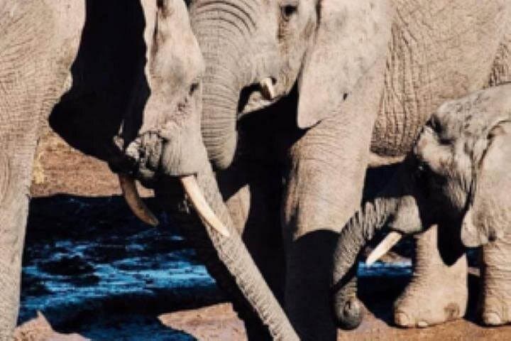 Addo Elephant National Park Full-Day Safari for Cruise Passengers photo 2