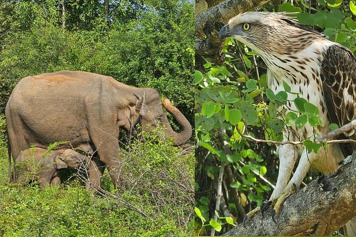 Six-Day Sigiriya-to-Yala Circuit: Cultural Sites, Highlands & Safari photo 2