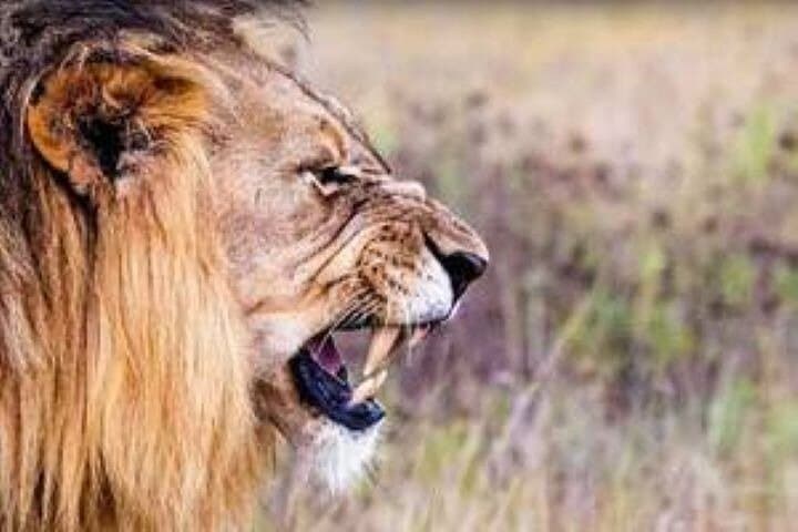 Tooth and Claw: Schotia Private Game Reserve Big Five Safari from Port Elizabeth photo 2