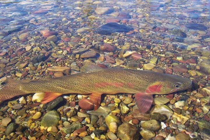 Half-Day Drift-Boat Fly Fishing on the Snake River from Jackson Hole photo 6