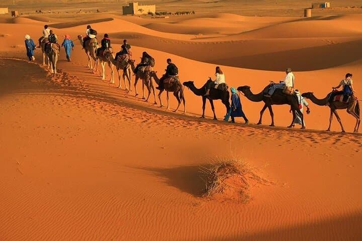 Agadir Camel Ride: Eucalyptus Dunes & Oued Souss Birdwatching photo 4