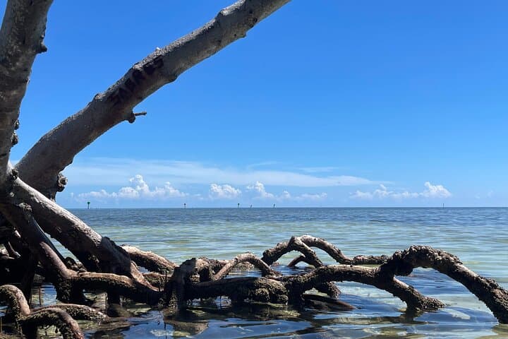 Private 4-Hour Snorkel Charter in Key Largo — Gear Included photo 6