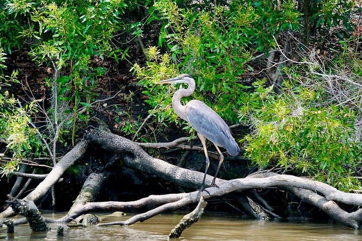 Manchac Swamp and Whitney Plantation Tour from New Orleans — Swamp Boat Ride & Slavery History photo 4