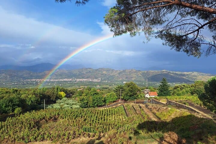 Private Catania City Tour & Etna Winery Lunch with Wine Tasting photo 3