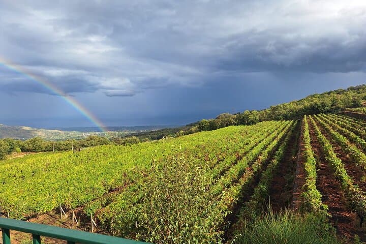 Private Catania City Tour & Etna Winery Lunch with Wine Tasting photo 4