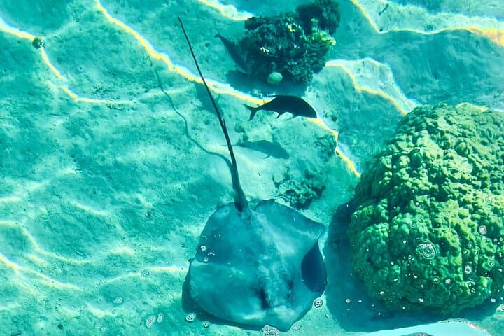 Moorea E-Board Private Lagoon Excursion with Snorkeling photo 4