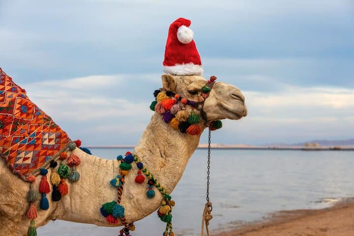 Camel Ride Adventure in Agadir: Beach & Small Sahara Experience photo 4