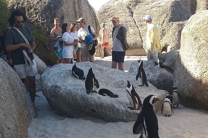 Cape Peninsula Private Tour: Penguins, Cape Point & Seal Island Day Trip photo 3