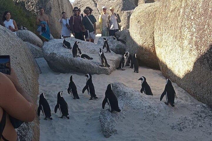 Cape Peninsula Private Tour: Penguins, Cape Point & Seal Island Day Trip