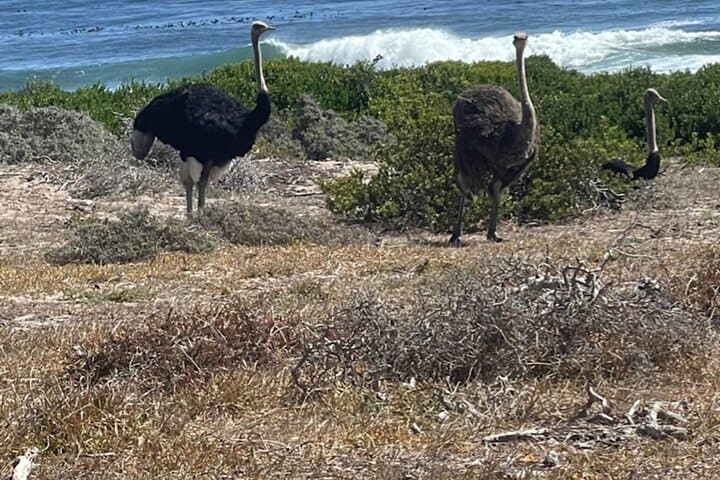 Cape Peninsula Private Tour: Penguins, Cape Point & Seal Island Day Trip photo 6