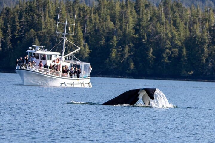 Ketchikan Whale Watching and Wildlife Viewing Quest — Tongass Narrows Excursion